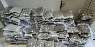 kannavi narkwtika 1200x630.jpg