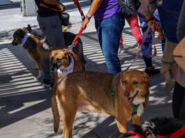 katoikidia skiloi 1200x630.jpg