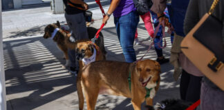 katoikidia skiloi 1200x630.jpg