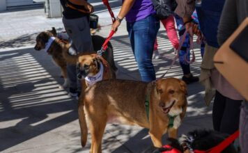 katoikidia skiloi 1200x630.jpg