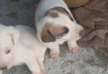 koutavia amaliada 1 1200x630.jpg