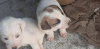 koutavia amaliada 1 1200x630.jpg