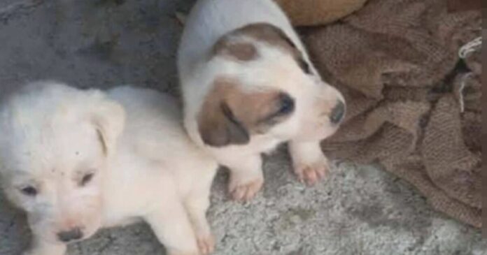 koutavia amaliada 1 1200x630.jpg