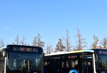 leofroeia 1200x630.jpg