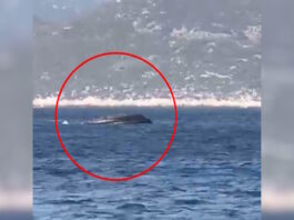 limeniko frontex 1200x630.jpg