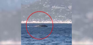 limeniko frontex 1200x630.jpg