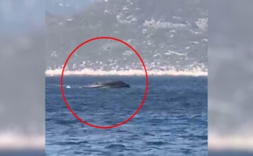 limeniko frontex 1200x630.jpg