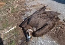 maurogypas organismos fysikou perivallontos kai klimatikis allagis ofypeka 1200x630.jpg