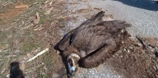 maurogypas organismos fysikou perivallontos kai klimatikis allagis ofypeka 1200x630.jpg