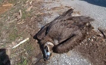 maurogypas organismos fysikou perivallontos kai klimatikis allagis ofypeka 1200x630.jpg