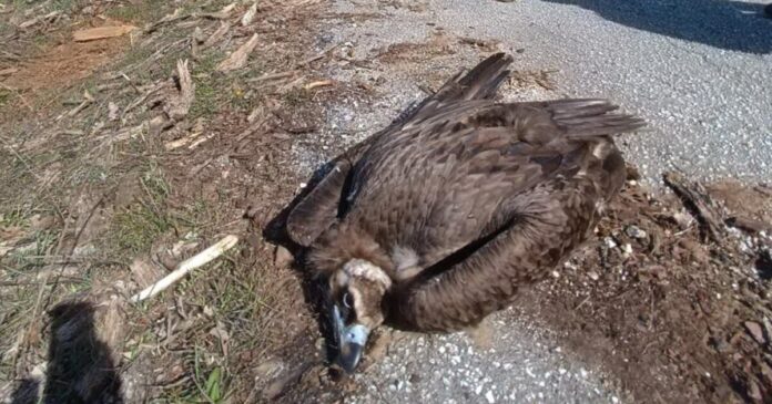 maurogypas organismos fysikou perivallontos kai klimatikis allagis ofypeka 1200x630.jpg