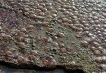 meduses euvoia fanis spanos 1200x630.jpg