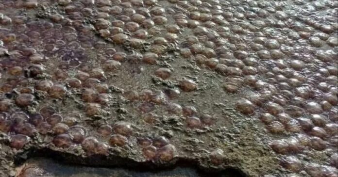 meduses euvoia fanis spanos 1200x630.jpg