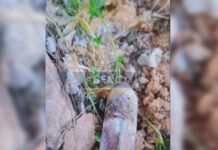 ovida2 25032026 1200x630.jpg