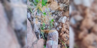 ovida2 25032026 1200x630.jpg