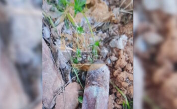 ovida2 25032026 1200x630.jpg