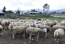 Πρέβεζα: Σε καραντίνα κτηνοτροφική μονάδα μετά από ύποπτο κρούσμα ευλογιάς provata 1 1200x630.jpg