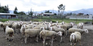 provata 1 1200x630.jpg