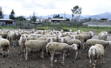 provata 1 1200x630.jpg