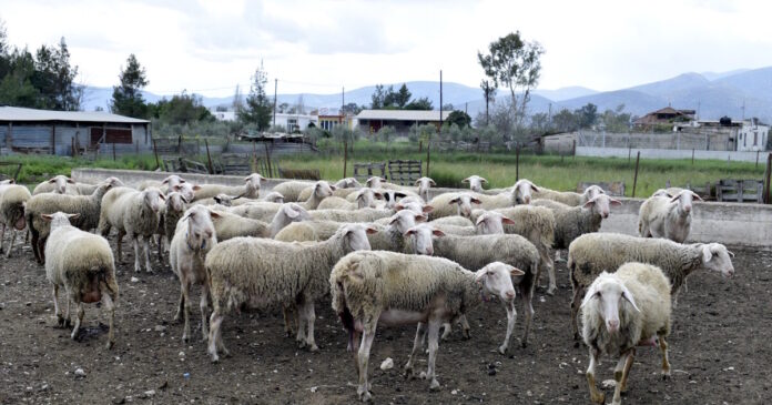 provata 1 1200x630.jpg