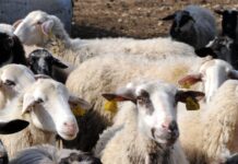 provata 1200x630.jpg