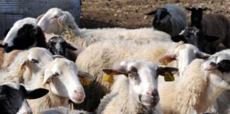 provata 1200x630.jpg