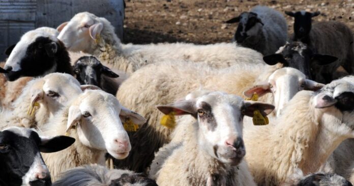 provata 1200x630.jpg provata 1200x630.jpg