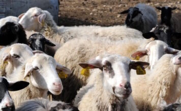 provata 24032026 1200x630.jpg