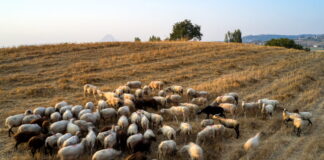 provata eur 1200x630.jpg