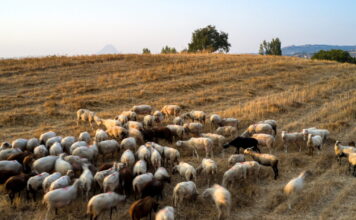 provata eur 1200x630.jpg