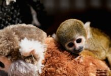 punch monkey 1200x630.jpg