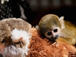 punch monkey 1200x630.jpg