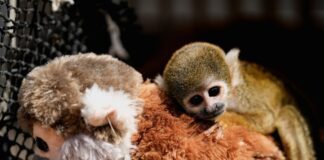 punch monkey 1200x630.jpg