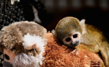 punch monkey 1200x630.jpg