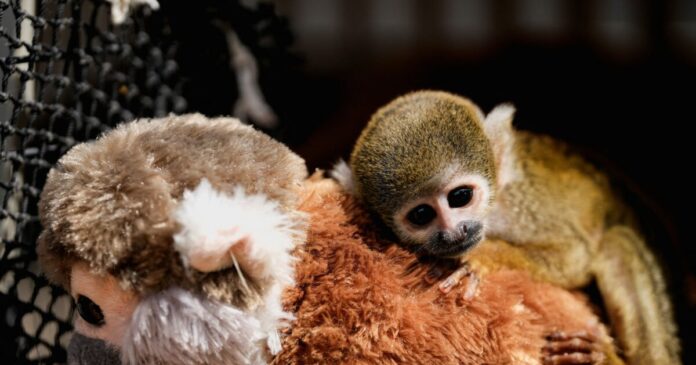 punch monkey 1200x630.jpg