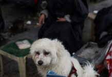 Πτήση επαναπατρισμού Αθήνα-Ντουμπάι από το ΥΠΕΞ για κατοικίδια και τους ιδιοκτήτες τους skilos 1200x630.jpg