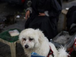 Πτήση επαναπατρισμού Αθήνα-Ντουμπάι από το ΥΠΕΞ για κατοικίδια και τους ιδιοκτήτες τους skilos 1200x630.jpg