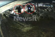 thessalomiki arnia 1200x630.jpg