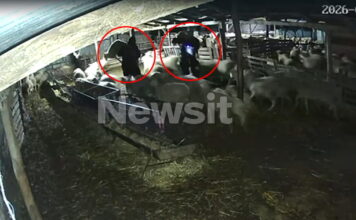 thessalomiki arnia 1200x630.jpg