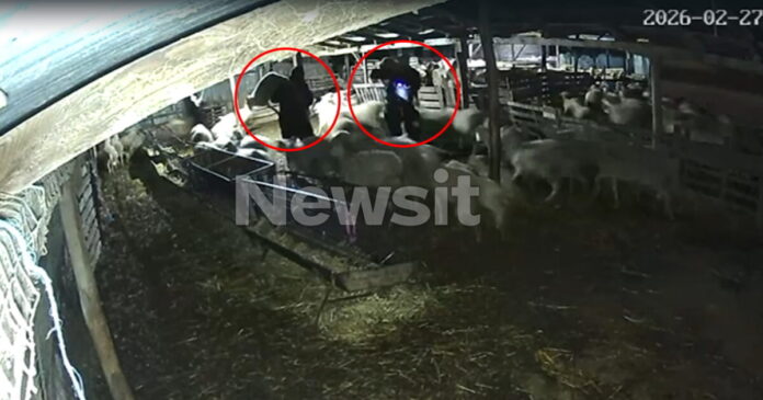 thessalomiki arnia 1200x630.jpg