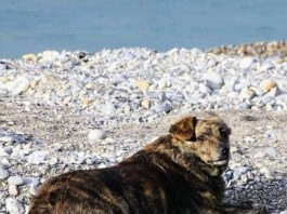 xatsiko palioxwras 19032026 1200x630.jpg