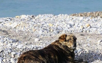 xatsiko palioxwras 19032026 1200x630.jpg