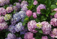 Ορτανσία: Το λουλούδι της άνοιξης και πώς να το κάνετε να ανθίζει εντυπωσιακά 14fe3c50ea2d86d46f0c7b12a4c25087 XL.jpg