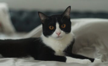 42124477e651f7f3e4e16c389926a81b XL.jpg