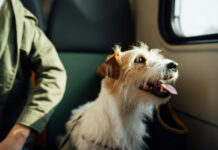 758195eba19797eb79f4f831dcef8ca9 XL.jpg