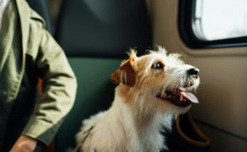 758195eba19797eb79f4f831dcef8ca9 XL.jpg