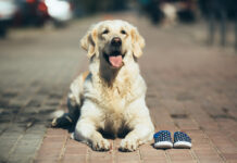 a17cffad36393fe89c91fa715e101eb8 XL.jpg