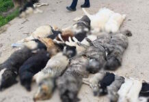 adespota nekra xalkidiki 19042026 1200x630.jpg