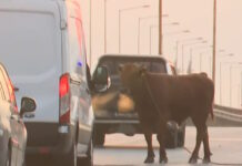 agelada sindos 1200x630.jpg