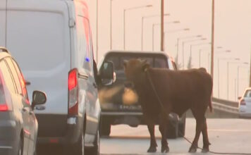 agelada sindos 1200x630.jpg